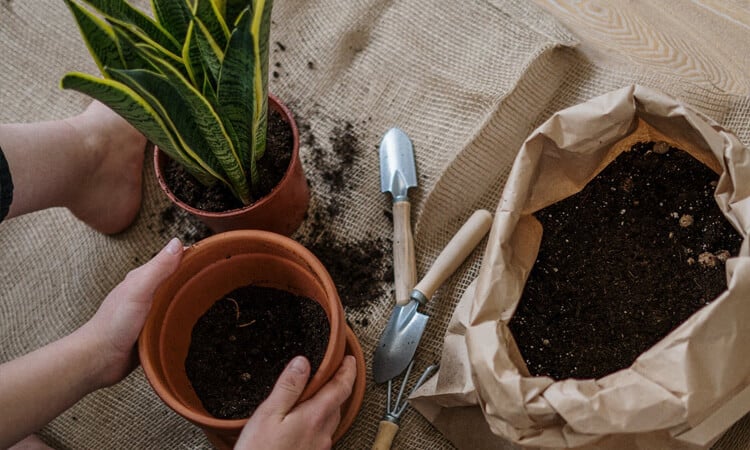 como plantar açafrão-da-terra em casa