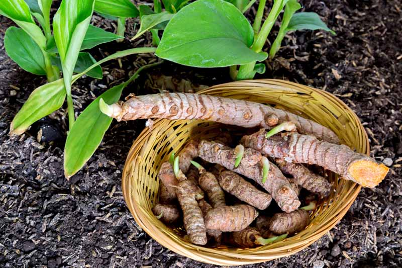 Cuidados com a Planta de Cúrcuma