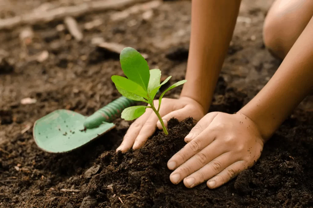 como plantar açafrão em casa